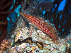 Longnose Hawkfish posing on a clamshell at 22 meters by Sabine Frank 